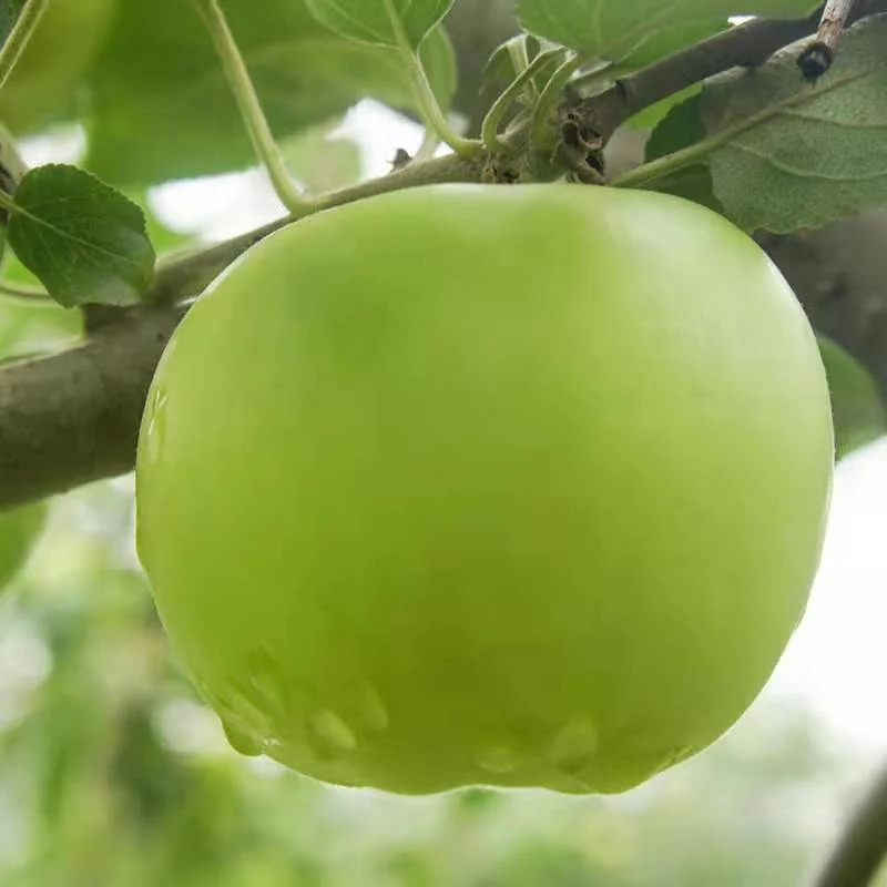 （坏果包赔）新鲜应季青苹果现摘现发孕妇儿童水果细腻不打蜡