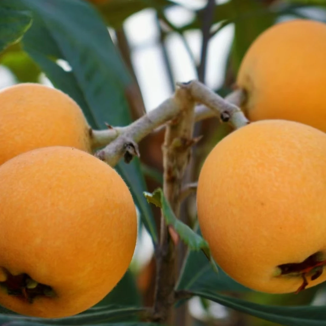 陕西枇杷老家枇杷泡沫拖装3/5斤包邮