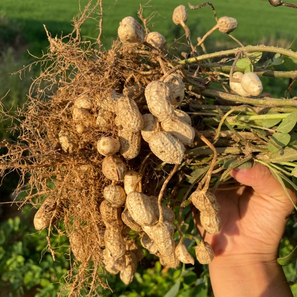 江西老品种农家新鲜花生2025年新货花生 壳薄肉大粉皮花生5斤包邮