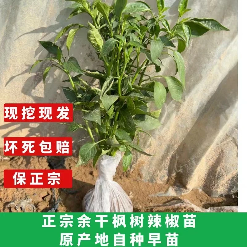 辣椒苗余干辣椒带泥苗正宗 余干枫树辣椒苗 原产地培育自留种苗