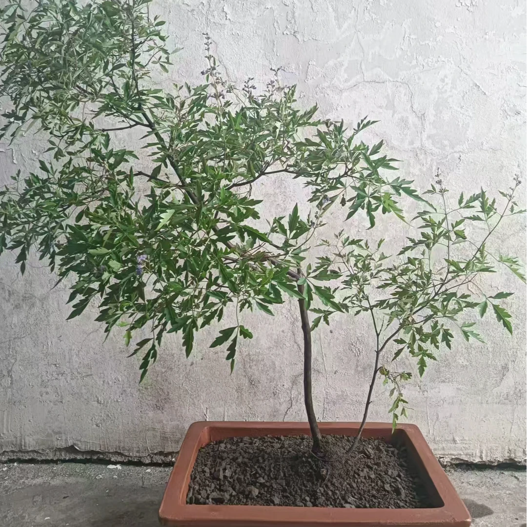 黄荆盆景宠物用品，图片仅供参考