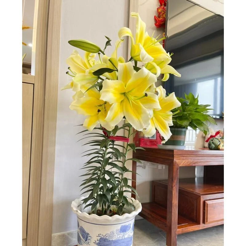 百合种球黄天霸进m口香水百合种球大花浓M香型重瓣四季可种黄色