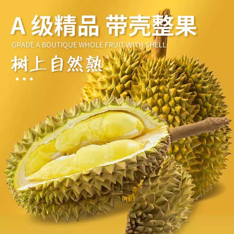 【坤哥粉丝福利】泰国液氮金枕榴莲