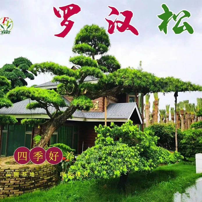 罗汉松造型树桩景别墅庭院四季常青盆栽精品耐寒好养高档基地直销
