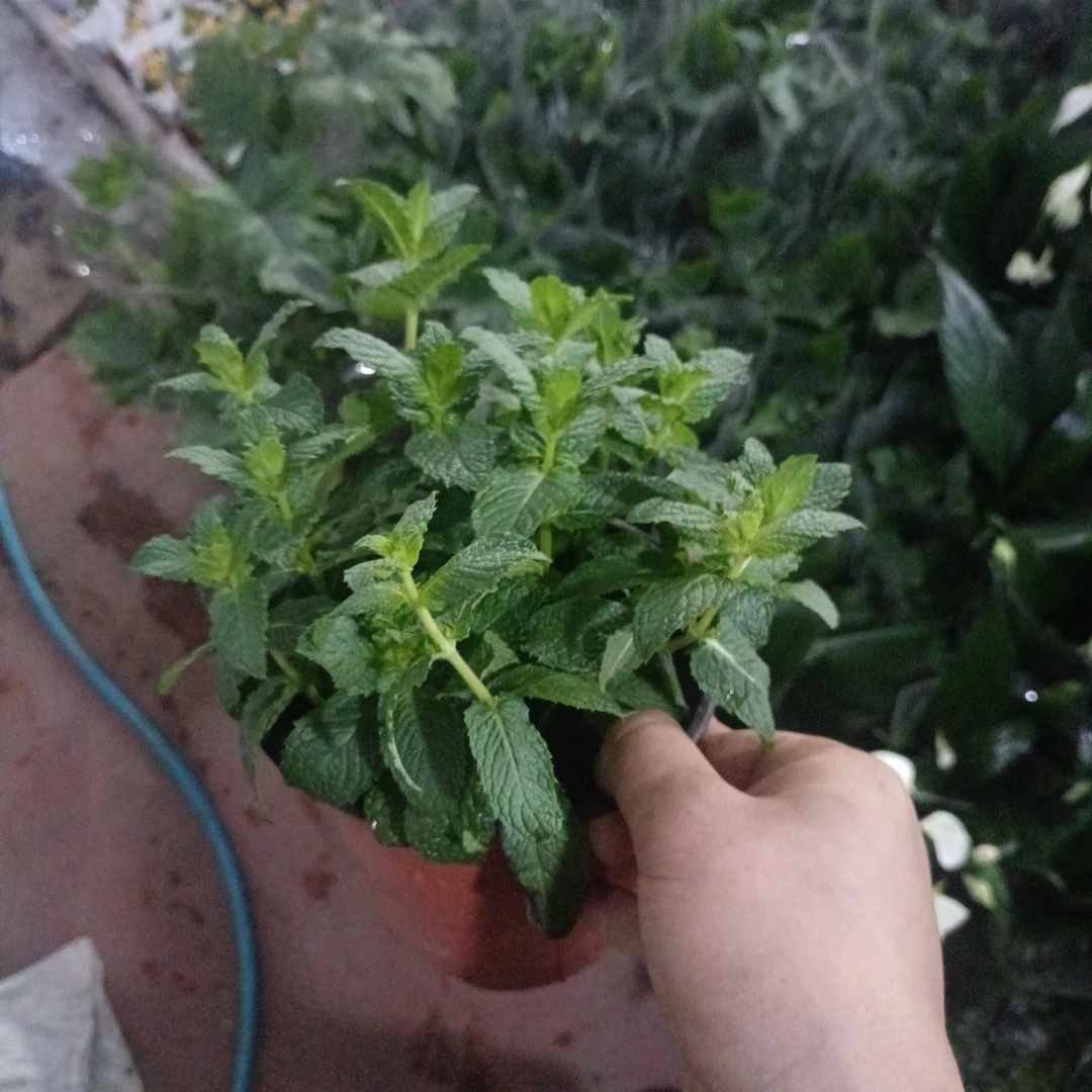 薄荷盆栽  新疆地产  新疆包邮