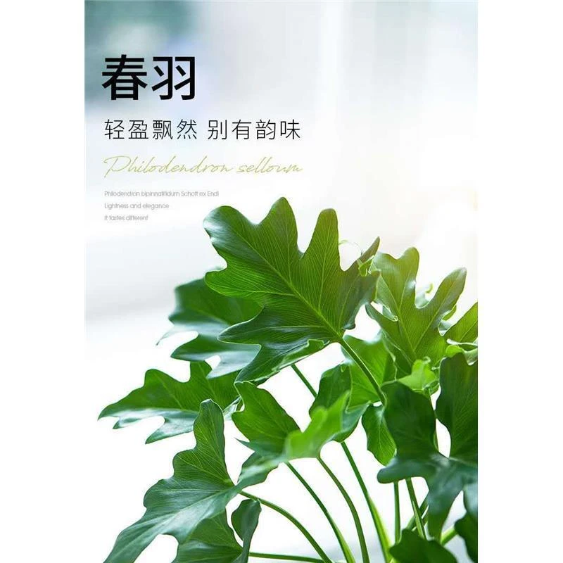 春羽盆栽  新疆包邮