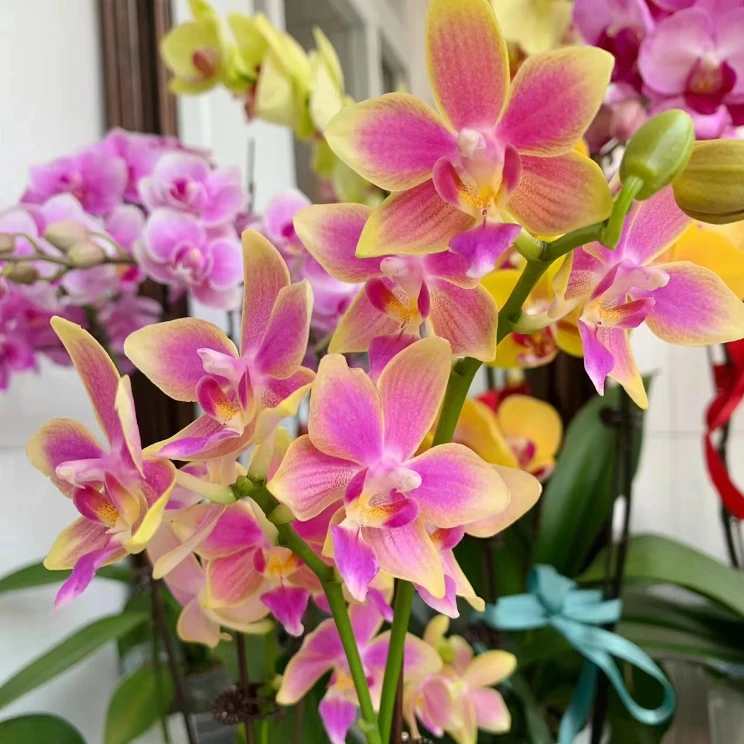 3.0寸不带花剑【金树一代】蝴蝶兰花苗 没有开花带香味