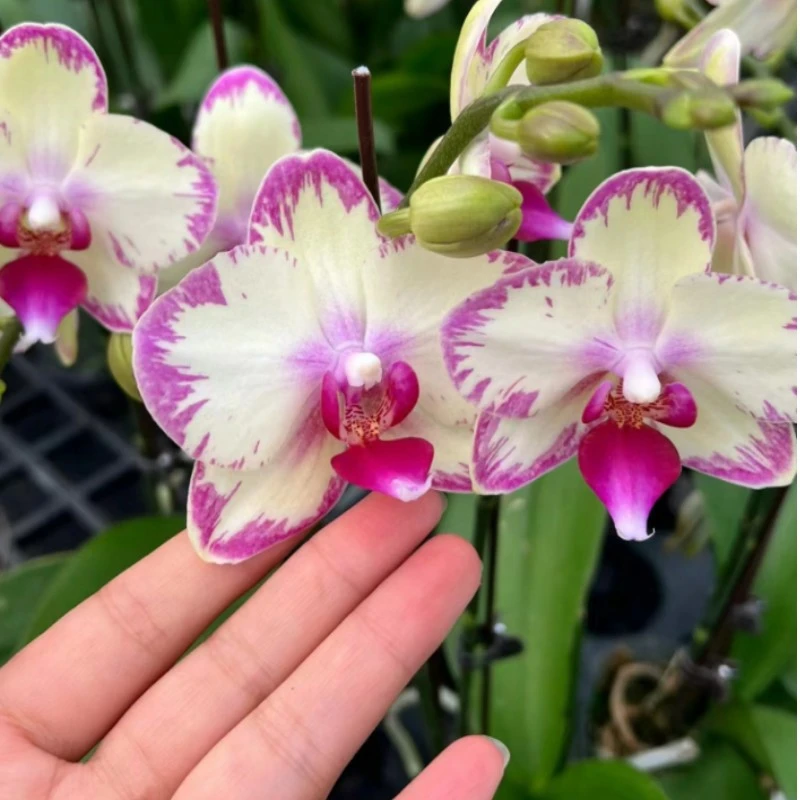 2.8寸杯带花剑《绿闪电》蝴蝶兰花苗有返祖几率