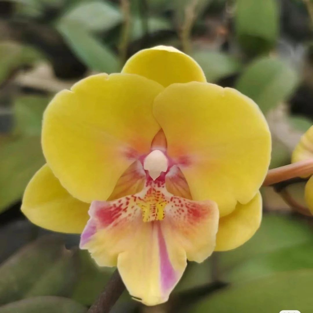 2.8寸不带花剑【中轮黄花大舌头】蝴蝶兰花苗 目前无花