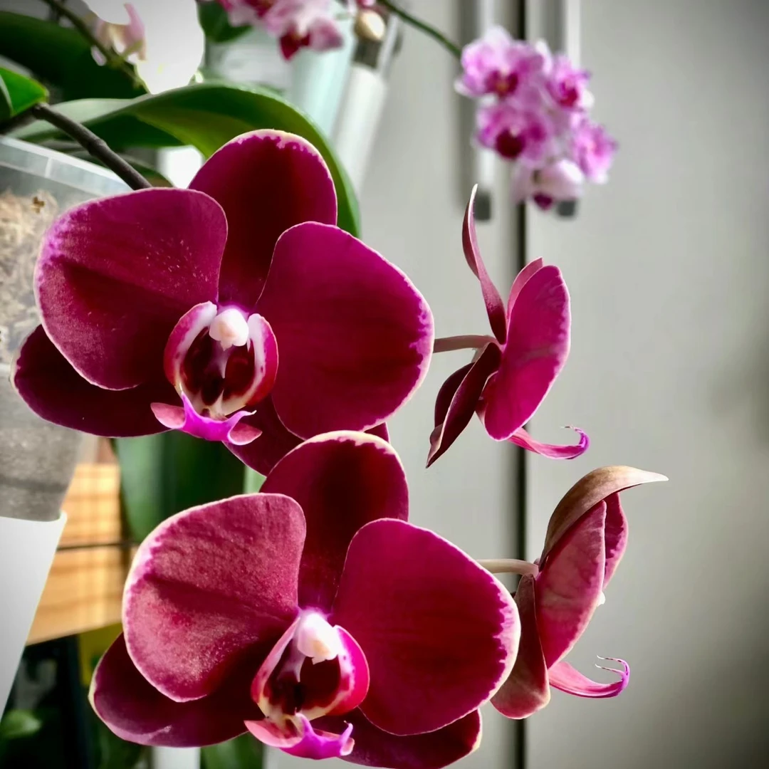 2.8杯不带花剑《黑红宝石》蝴蝶兰花苗没有开花