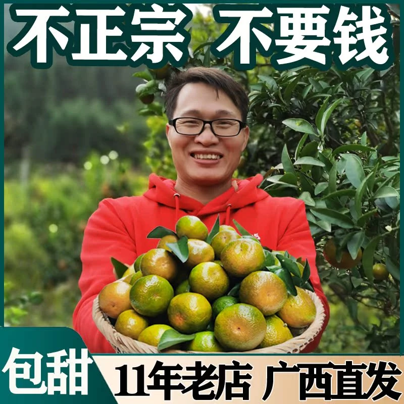 广西桂林清香蜜桔清香橘新鲜茶橘青香桔青皮青皮橘子巴西桔砂糖橘