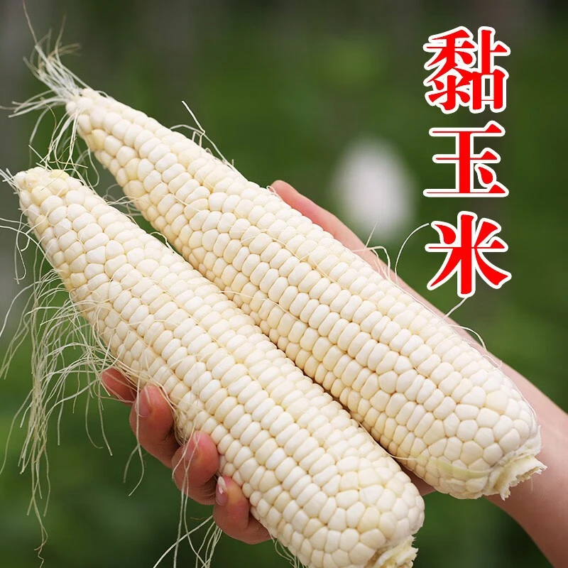 【北京优农】密云密水农家 北京水源地 新鲜黏玉米5斤 农家棒子