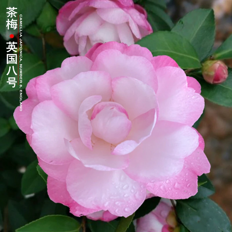 英八茶梅布希还珠格格山茶花稀少名贵品种花卉盆栽精品室内外绿植