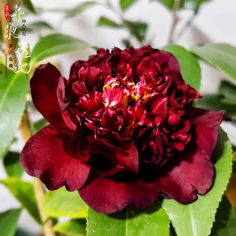 午夜魔幻茶花树苗托桂型黑红色名贵品种花卉盆栽阳台花园好养植物