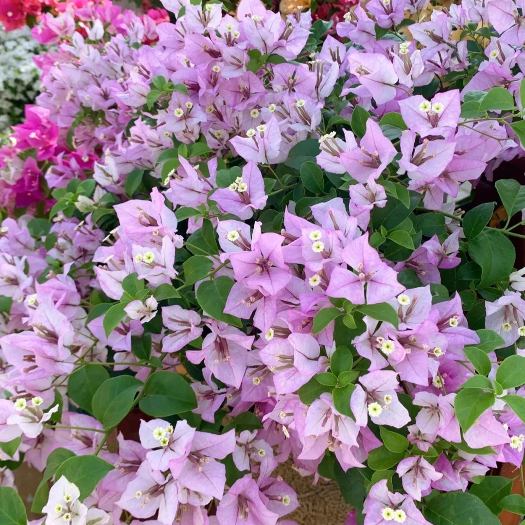 【一物一拍】三角梅品种苗以直播间为准（牙签苗不售后）