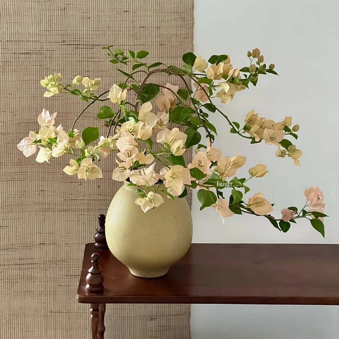 【奶昔】名贵高级三角梅品种苗四季勤花爬藤绿植阳台庭院