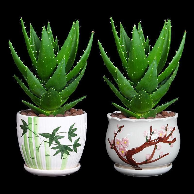 芦荟盆栽不夜城多肉植物耐旱好养绿色客厅防辐射净化空气阳台花卉