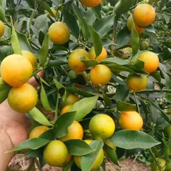 果乐族四季金桔直播间壹物壹拍带果反发货四季种植