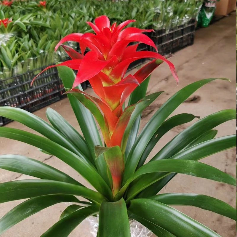 年销花卉鸿运当头大棵盆栽60-70厘米
