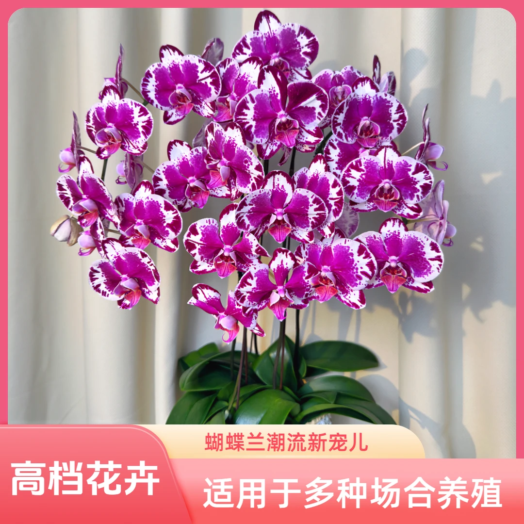 蝴蝶兰【西雅图】精致组盆进口欧品乔迁婚礼新店开业高档花卉送人