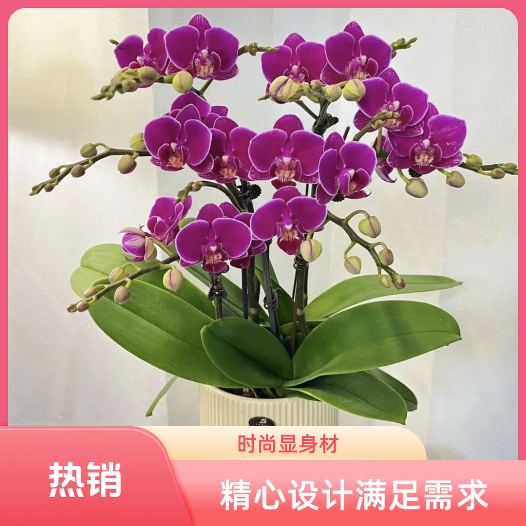 蝴蝶兰【红酒】酒红色花系 鲜花源头基地发货 精致办公室室内花型