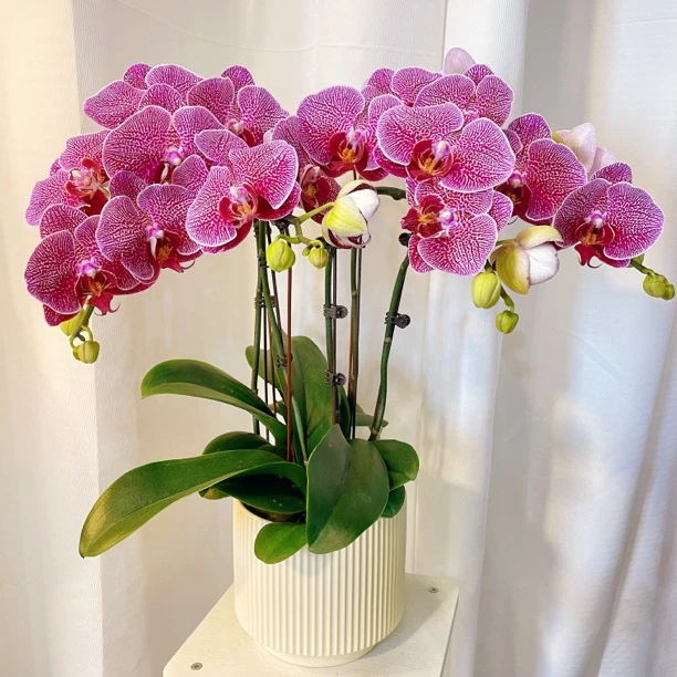 蝴蝶兰《繁星》好养耐养苗情优质叶片碧绿 基地直发 送礼乔迁