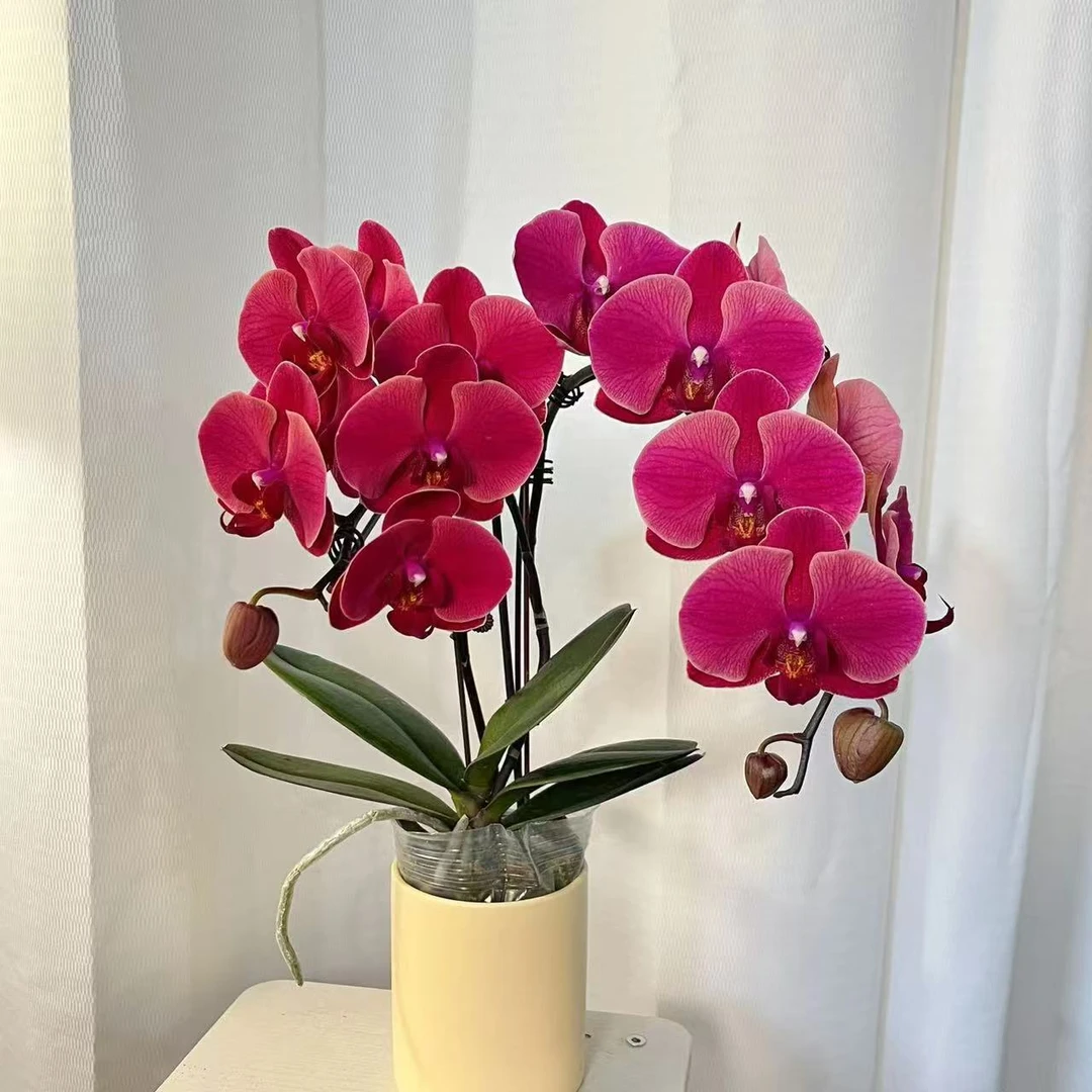 蝴蝶兰《红梅》好养耐养苗情优质叶片碧绿 基地直发 欧品花花