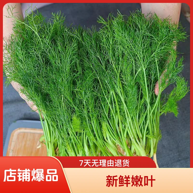 新鲜山东茴香菜嫩叶带根现割顺丰包邮