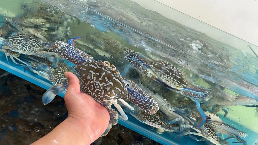 【大只兰花蟹】现捞现称，3两左右一只，活活打氧发出，包鲜不包活