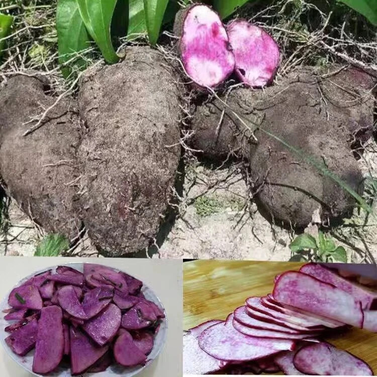 江西农家特产赣南现挖紫山药新鲜脚板薯淮山大薯毛山薯子当季蔬菜