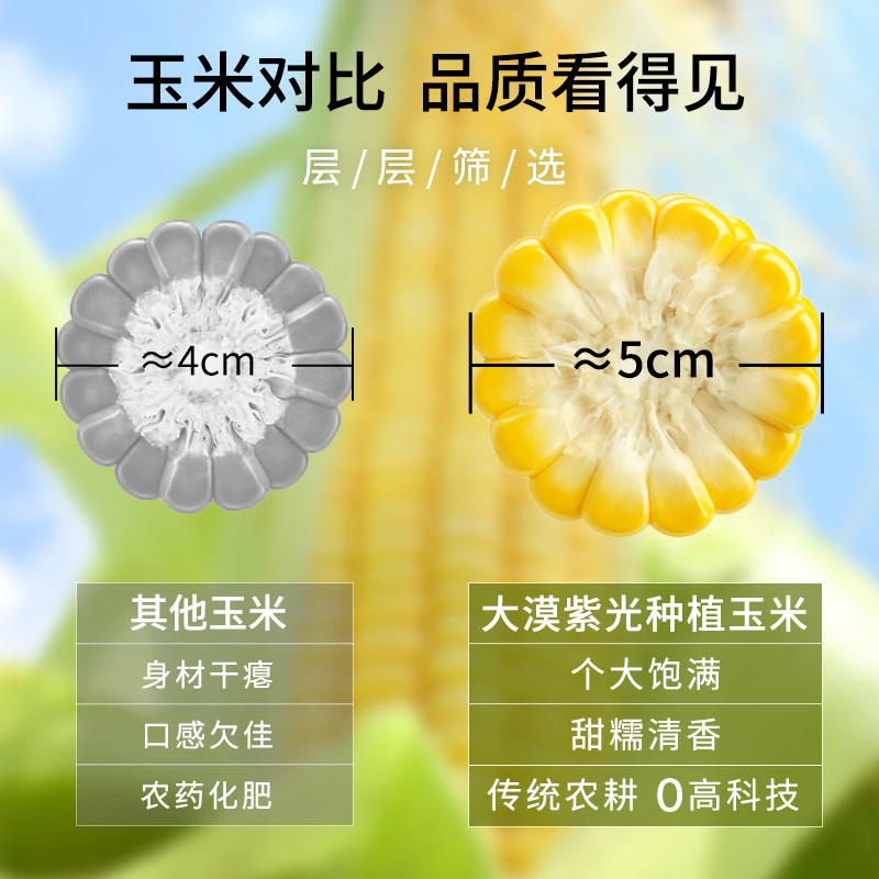 大漠紫光巴丹吉林沙漠种植原种玉米软糯香甜3根尝鲜