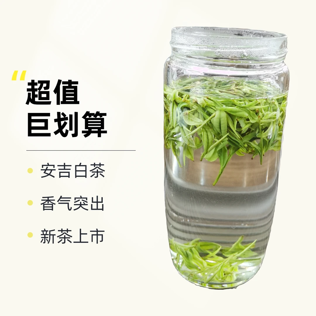 【大圣精选】2025年新茶 安吉高山白茶  兰花香出众  T2