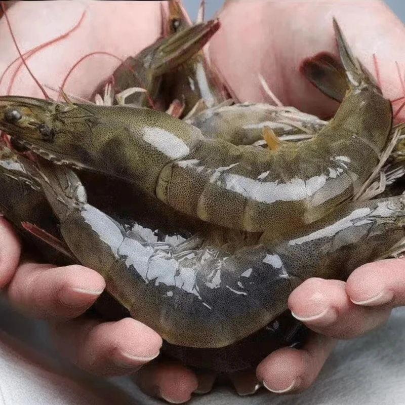 【2030海虾】活虾速冻带冰锁鲜发货5斤10-15只/斤  送两包虾丸