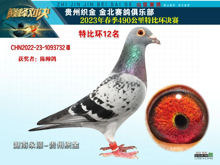 贵州山区，土鸽子