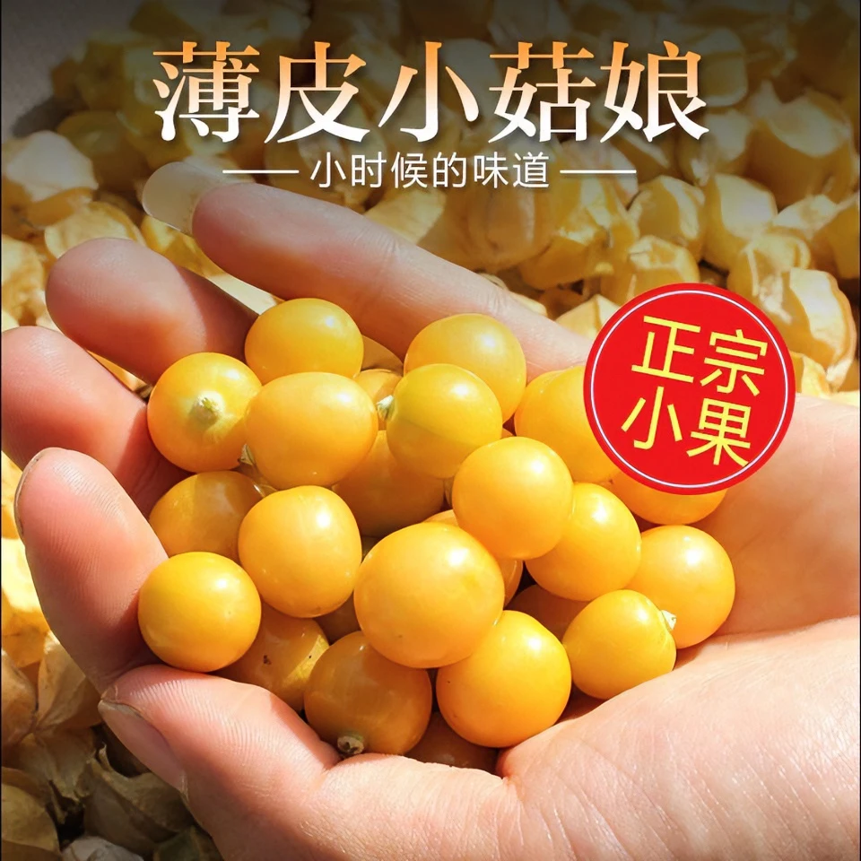 东北特产应季小菇娘果灯笼果薄皮多汁黄菇娘小金豆铁耙青产地发货