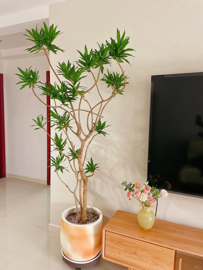 百合竹盆栽大老桩造型客厅真绿植落地轻奢好养真花室内大型植物