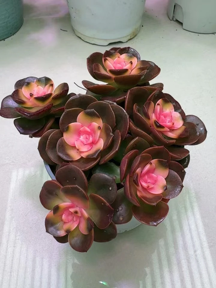 巧克力锦 好看新手必备  办公室盆栽多肉植物