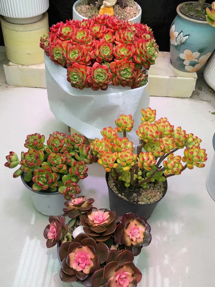 【好运连连】大蒂亚+丸叶松绿+春萌+巧克力锦 新手必备多肉植物