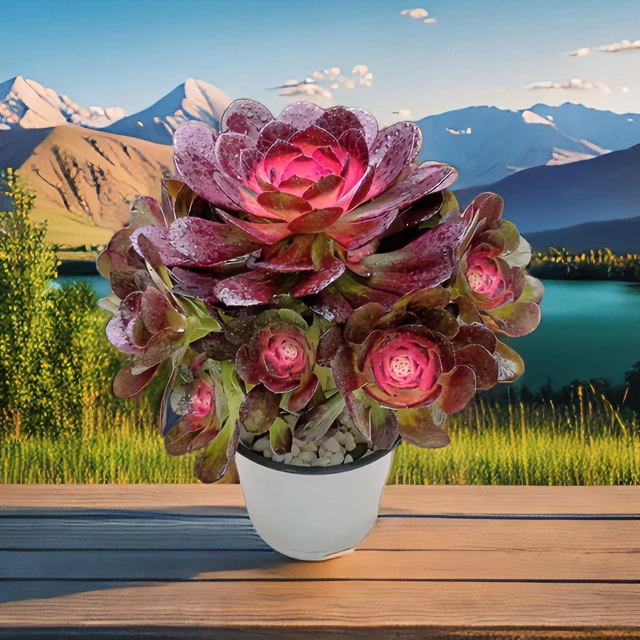 大香妃法师【带香味】新手必备 居家必备 好看好养盆栽多肉植物