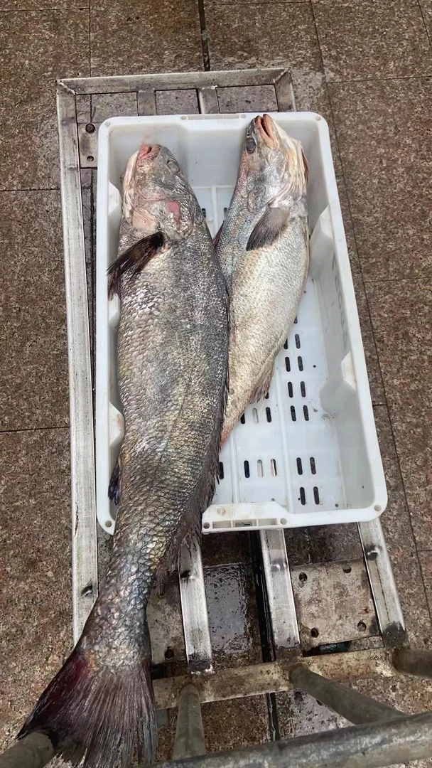 【大米鱼】象山石浦（具体规格重量以直播间为主）