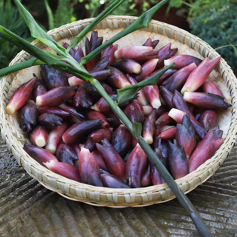 阳荷姜湖北恩施洋荷新鲜现摘现发洋河笋阳和洋火阳藿胡嫩农家菜