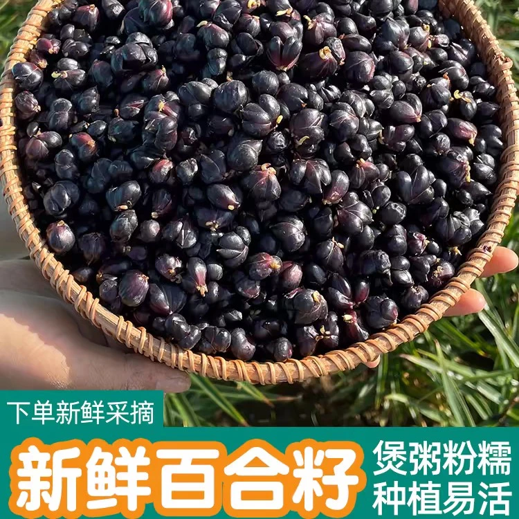 龙山百合籽新鲜百合新鲜食用煲汤煮粥现摘卷丹白合子珠芽宜兴百合