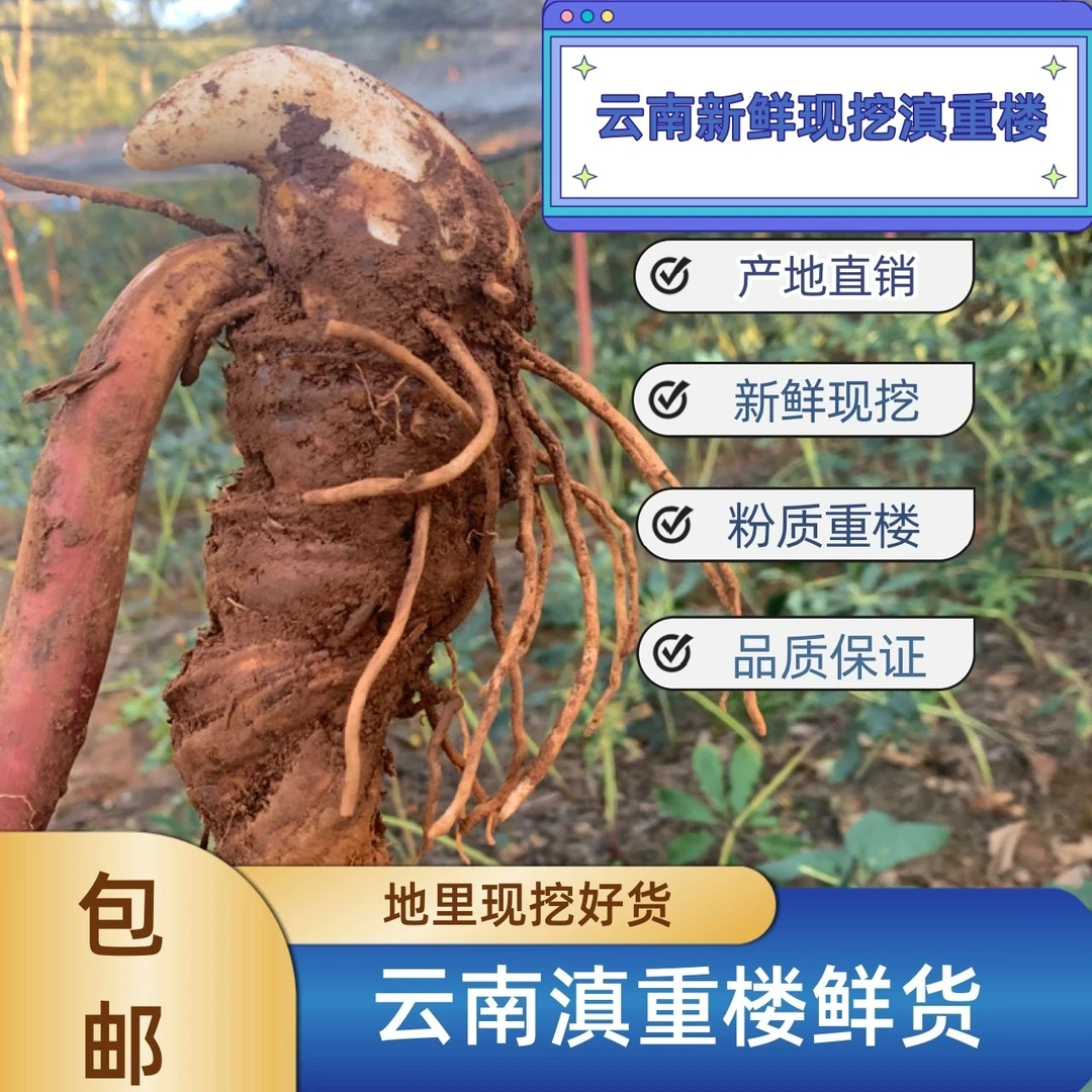 滇重楼苗新鲜现挖林下仿野生种植8年七叶一枝花