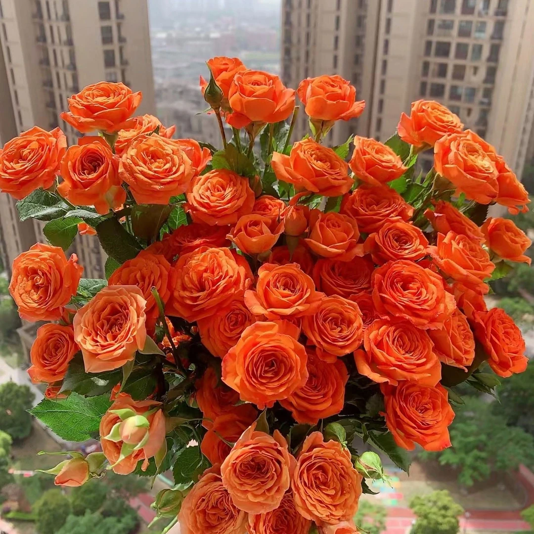 【花小房】橙色芭比多头玫瑰(云南基地直发)一单也包邮拒收不售后