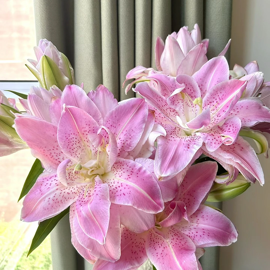 【花也甄选】粉拉菲重瓣香水百合（云南基地直发）拒收不售后新鲜温馨