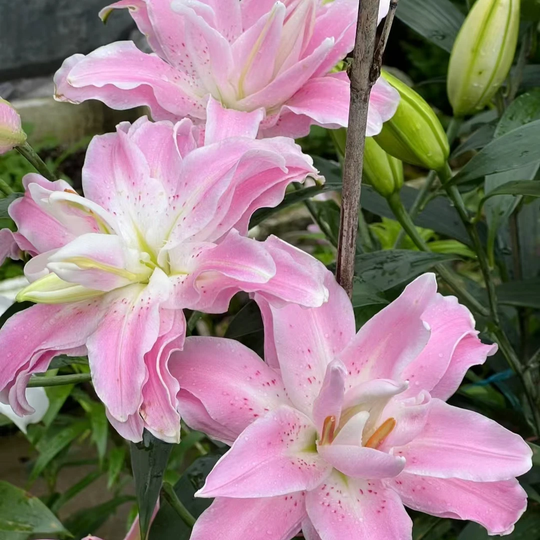 【花也甄选】莲花雅致重瓣百合（云南基地直发）新鲜 养护 拒收不售后