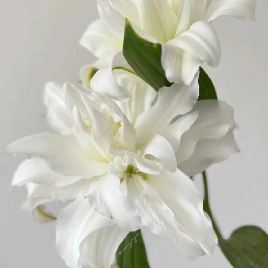【花也甄选】安吉拉重瓣香水百合（云南基地直发）一单也包邮