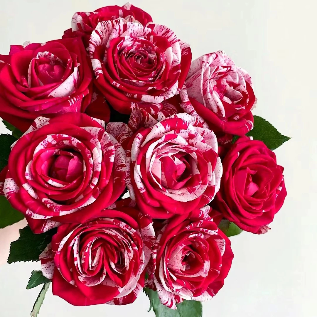 【花也甄选】水瓶座稀有玫瑰（云南基地直发）拒收不售后