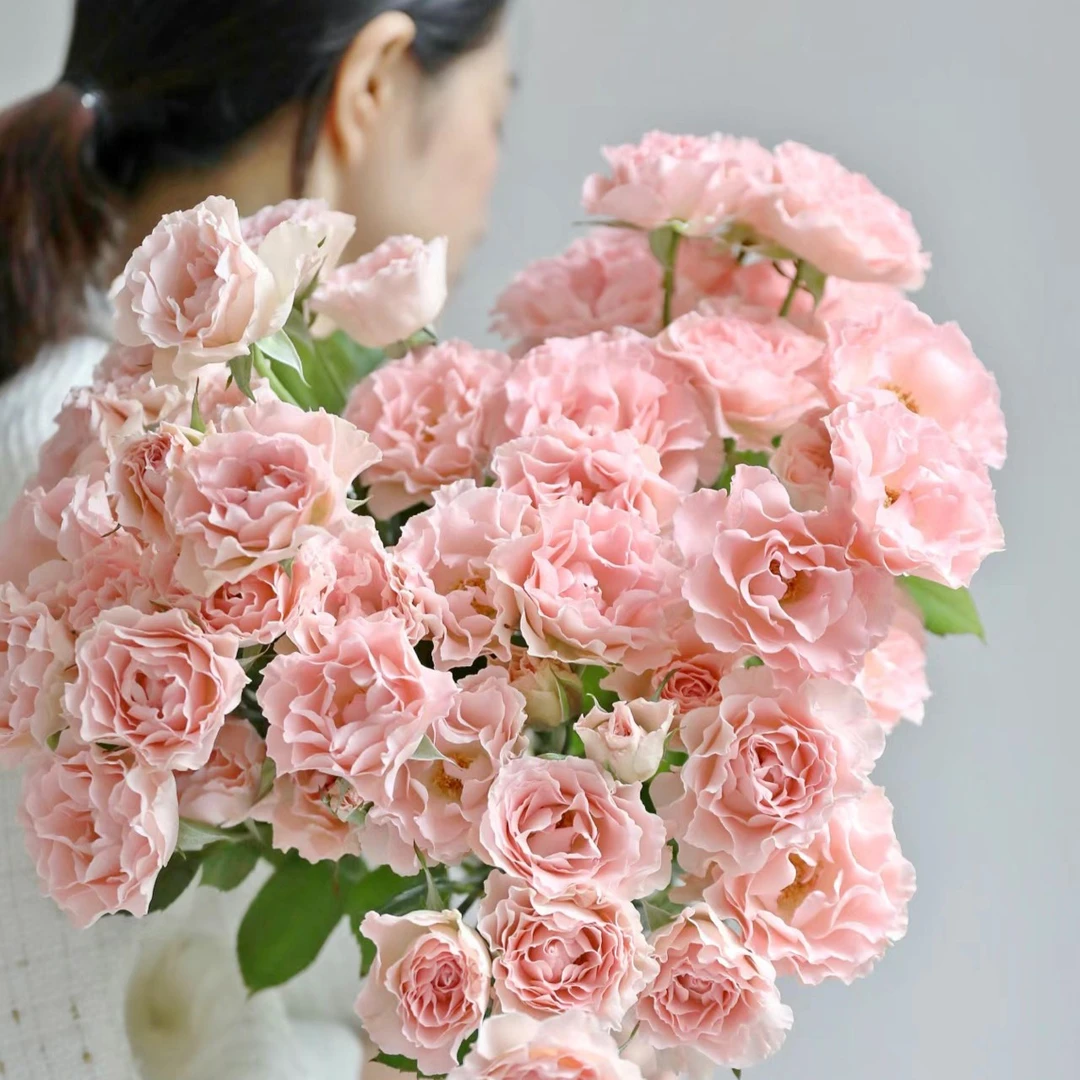 【花也甄选】人鱼公主多头玫瑰（云南基地直发）拒收不售后