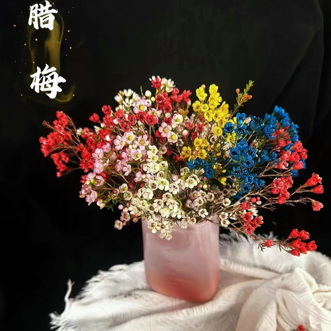 【花也甄选】高品质腊梅（云南基地直发）一单也包邮拒收不售后